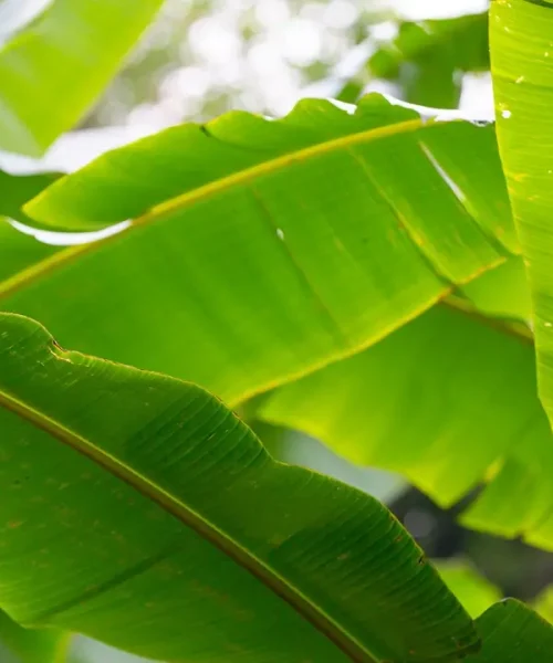 background-green-banana-leaves-forest